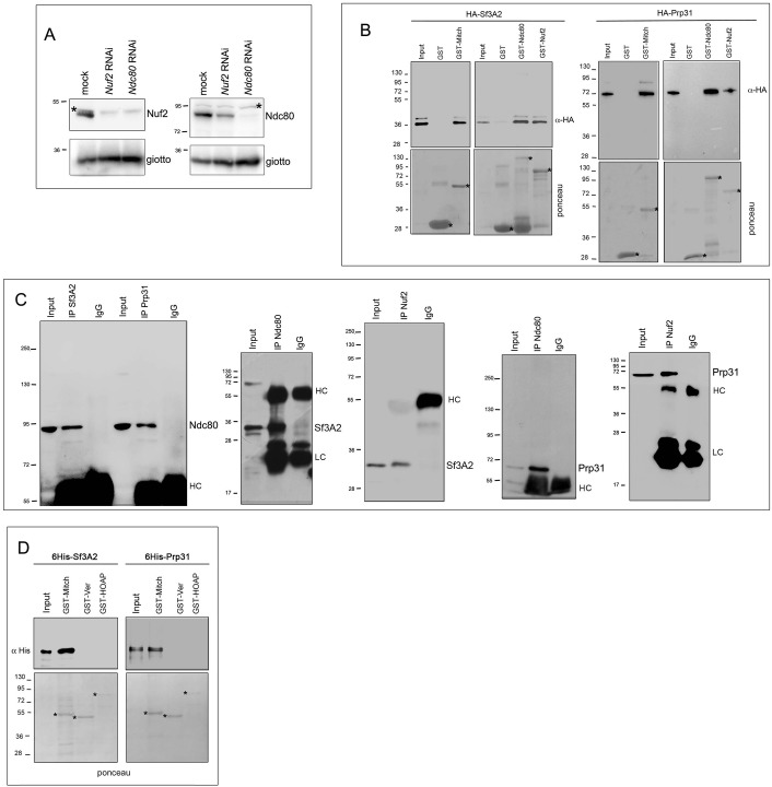 Figure 7—figure supplement 3.