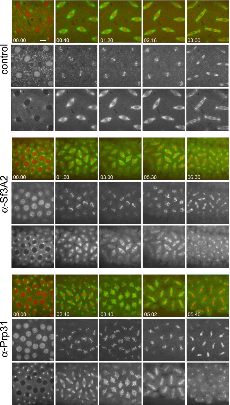 Figure 4—figure supplement 1.