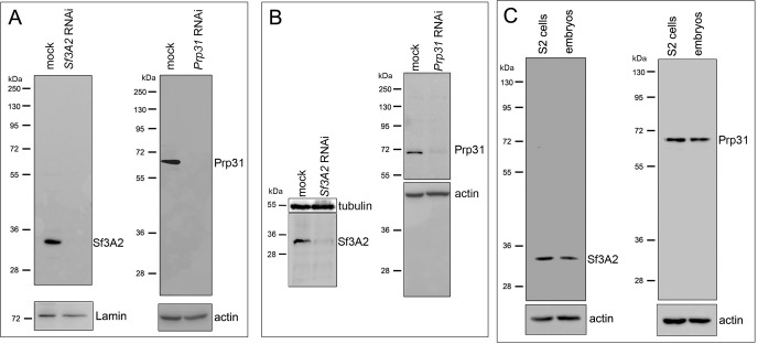 Figure 1—figure supplement 1.