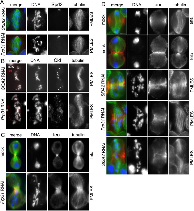 Figure 1—figure supplement 2.