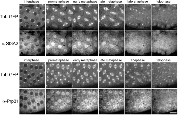 Figure 4—figure supplement 3.