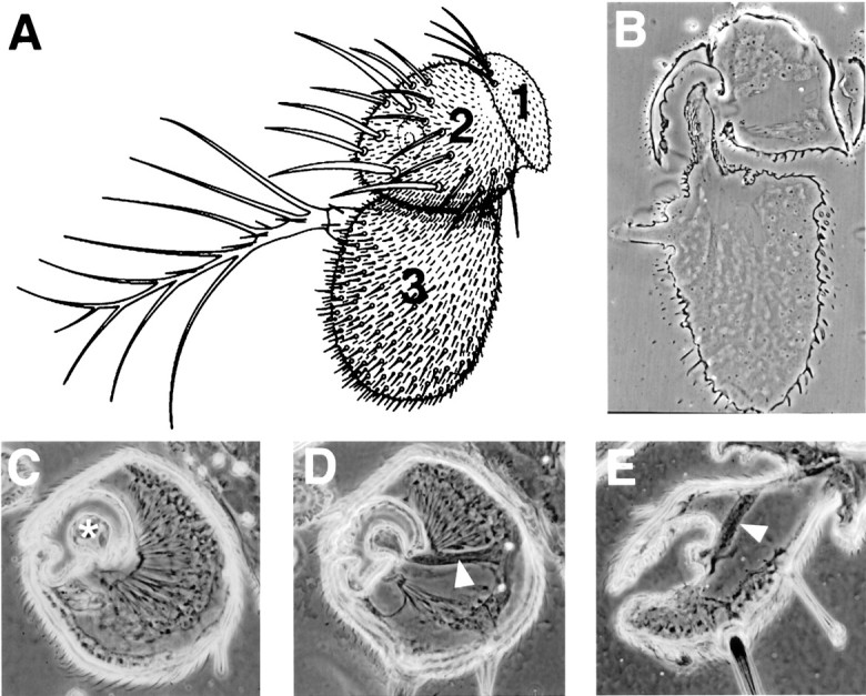 Fig. 2.