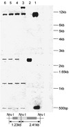 FIG. 5