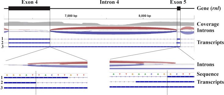 Figure 1