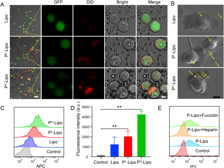 Figure 3