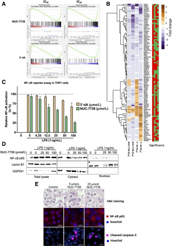 Figure 5. NUC-7738 and 3′-dA affect the NF-κB pathway. A, Enrichment plots for NF-κB pathway for all 4 conditions. ES, Enrichment score. B, Expression levels of genes found in the leading edge of NF-κB pathway enrichment. Blue indicates downregulation and brown indicates upregulation of transcript. Significance plot indicates whether the gene was significantly differentially expressed. Red stands for Padj > 0.05 and green Padj < 0.05. Order of columns corresponds with expression heatmap. C, NF-κB activity was measured using the SEAP reporter gene assay in THP-1 cells. NF-κB activity was induced with lipopolysaccharide (LPS) in the presence or absence of NUC-7738. SEAP production as result of NF-κB activity was measured using the QuantiBlue colorimetric enzyme assay. Values were normalized to untreated LPS stimulated cells. D, NF-κB activity was induced with LPS in the presence or absence of NUC-7738 in NF-κB THP1 reporter cell line. Cells were harvested and fractionated into nuclear and cytosolic fraction. Western blot analysis using specific antibodies was employed to detect NF-κB p65 (RELA), nuclear marker Lamin B1, and cytosolic marker GAPDH. E, NF-κB p65 and Caspase 3 in ex vivo tissue treated with NUC-7738 for 24 hours. NF-κB p65 was seen in the nucleus of controls but disappeared after treatment with NUC-7738, and an increase in Caspase 3 was observed after 24 hours. H&E, Hematoxylin and eosin.