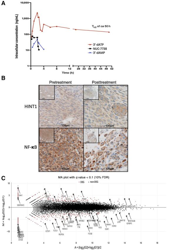 Figure 6. Clinical validation of the activity of NUC-7738. A, Intracellular levels of 3′-dATP, 3′-dAMP, and NUC-7738 were measured in the PBMCs from 7 patients who received treatment with NUC-7738 at a dose of 400–900 mg/m2 in the ongoing NuTide:701 clinical study. High intracellular levels of 3′-dATP were detected 0.25 hours after the start of infusion and were maintained for at least 48 hours. h, hours. B, IHC staining for HINT1 and NF-κB p65 subunit of pre- and posttreated tissue samples obtained from a melanoma cancer specimen. C, MA Plot summarizing transcriptomic profiling of pre- and posttreated tissue samples. Red dots indicate genes passing a FDR < 10%.