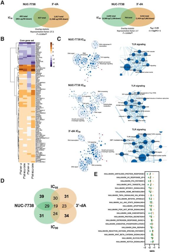 Figure 4. Transcription profiling of HAP1 cells treated with 3′-dA and NUC-7738. A, Venn diagram summarizing the number of differentially expressed genes (Padj < 0.05 and −2>FC>2) in 3′-dA and NUC-7738–treated samples. B, Expression heatmap of 91 genes commonly differentially expressed in all 4 tested conditions (Padj < 0.05 and −2>FC>2). GSEA and network mapping using Cytoscape. Genes ranked according to their P value and GSEA were performed on REACTOME gene sets. Gene overlaps between different pathways are shown. Nodes are GSEA enriched pathways while Edges represent overlapping shared genes between two pathways. C, GSEA and network mapping using Cytoscape. Genes ranked according to their P value and GSEA was performed on REACTOME gene sets. Gene overlaps between different pathways are shown. Nodes are GSEA enriched pathways while Edges represent overlapping shared genes between two pathways. D, Venn diagram summarizing number of overlapping enriched pathways by GSEA using Molecular Signature Database collection of HALLMARK gene. E, Summary of top 20 enriched pathways for Hallmark set enrichment analysis of hits for NUC-7738 and 3′-dA–treated cells. Green and orange indicate NUC-7738 and 3′-dA, respectively. Circles and triangles indicate dosing at IC50 and IC90, respectively.