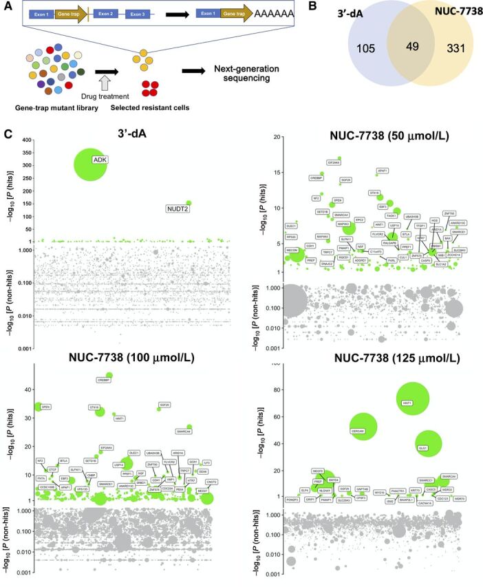 Figure 2. Genome-wide haploid genetic screen identifies genes necessary for the activity of 3′-dA and NUC-7738. A, Flowchart of insertional mutagenesis haploid screen. B, Venn diagram illustrating the overlap of genes found in 3′-dA and NUC-7738–treated samples. C, Bubble plots of 4 independent experiments. 3′-dA and NUC-7738 treatment was performed at given concentrations. P value is given on Y axis and genes sorted by their genomic location on X axis. Bubble sizes represent the number of unique insertions that were detected.