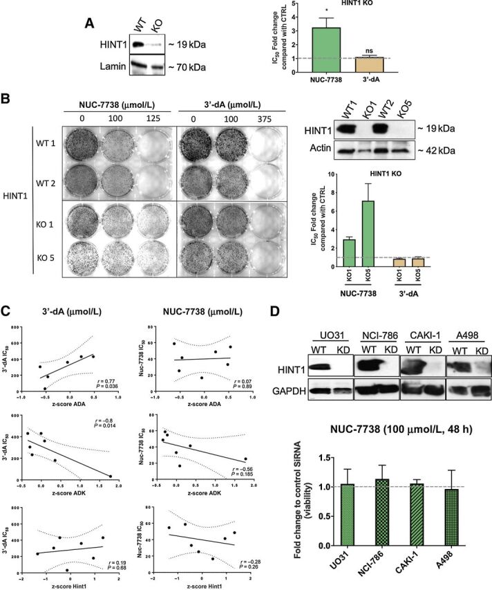 Figure 3. Validation of top hits from genome-wide haploid screen. A, HINT1 was deleted in HAP1 cells using CRISPR/Cas9 technology, as shown by Western blot analysis of HINT1 KO cells using specific antibodies to HINT1. WT and KO cells were treated with either NUC-7738 or 3′-dA. IC50 values were determined and the fold change between KO and WT cells was calculated. B, Single-cell–derived clonal knockouts for HINT1 (KO1 and KO5) and 2 WT isogenic cell lines. Western blot analysis of HINT1 KO cells using specific antibodies to HINT1 is shown. Following treatment with NUC-7738 or 3′-dA, IC50 values were determined and the fold change between KO and WT cells were calculated. C, Correlation between IC50 of NUC-7738 or 3′-dA and mRNA abundance in different NCI-60 cells is given for ADA, ADK, and HINT1. mRNA expression levels are given as z-score calculated across all NCI-60 cell lines. mRNA expression levels were obtained from CellMinerTM v2.4.2. D, Western blot validation of siRNA-mediated HINT1 knockdown in renal cancer cell lines. WT and knockdown cells were treated with either NUC-7738 or 3′-dA. Graph shows the fold change in percentage of viable cells normalized to control (n = 3) after treatment with NUC-7738.