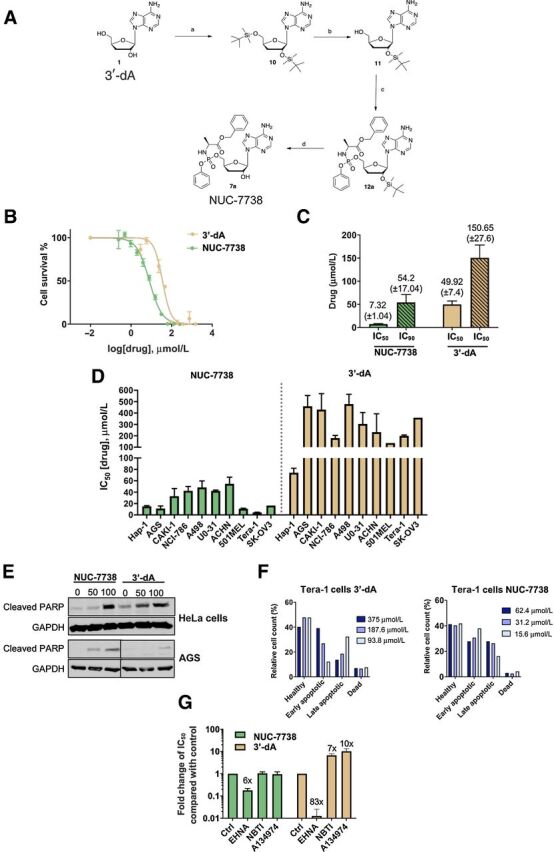 Figure 1. NUC-7738, ProTide version 3′-dA, has cytotoxic activity. A, Scheme of the chemical synthesis of 3′-deoxyadenosine 5′-O-phenyl-(benzyloxy-L-alaninyl)-phosphate (NUC-7738), a functionalized ProTide of 3′-dA. B, HAP1 cells were treated with different concentrations of 3′-dA or NUC-7738 and cell viability was measured after 48 hours. One representative plot is shown. C, IC50 and IC90 determination of 3′-dA or NUC-7738 was performed using a nonlinear regression model. Mean and SEM of 4 biological replicates are shown. D, Determination of IC50 of 3′-dA or NUC-7738 in gastric, renal, melanoma, and ovarian cancer cell lines. Mean and SEM of at least 3 biological replicates is shown (where no SEM is shown, only 2 biological replicates were performed). E, Gastric or cervical cancer cells were treated with NUC-7738 or 3′-dA for 24 hours, following which cleaved PARP was detected by Western blot. GAPDH was used as a loading control. F, Tera-1 cells were treated with NUC-7738 or 3′-dA for 24 hours. Early and late apoptotic and dead cells were sorted and counted after staining with Guava Nexin kit. G, Chemical perturbation of known enzymes involved in processing of 3′-dA. HAP1 cells were treated with NUC-7738 and 3′-dA in the presence or absence of the ADA antagonist EHNA, the hENT1 antagonist NBTI, or the ADK inhibitor A134974. The fold-change difference in IC50 values compared with control is shown as means with SEM (n > 3).