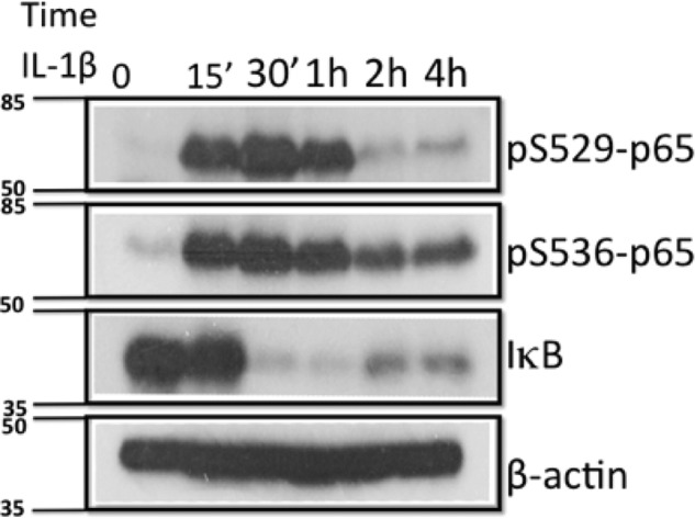 FIGURE 5.