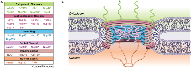 Panel A: A table listing the Nups contained within each subdomain of the Nuclear Pore Complex, including cytoplasmic filaments, the coat nucleoporin complex, the inner ring, the central channel, transmembrane Nups, and the nuclear basket. Panel B: A cartoon diagram of a Nuclear Pore Complex within the nuclear envelope.