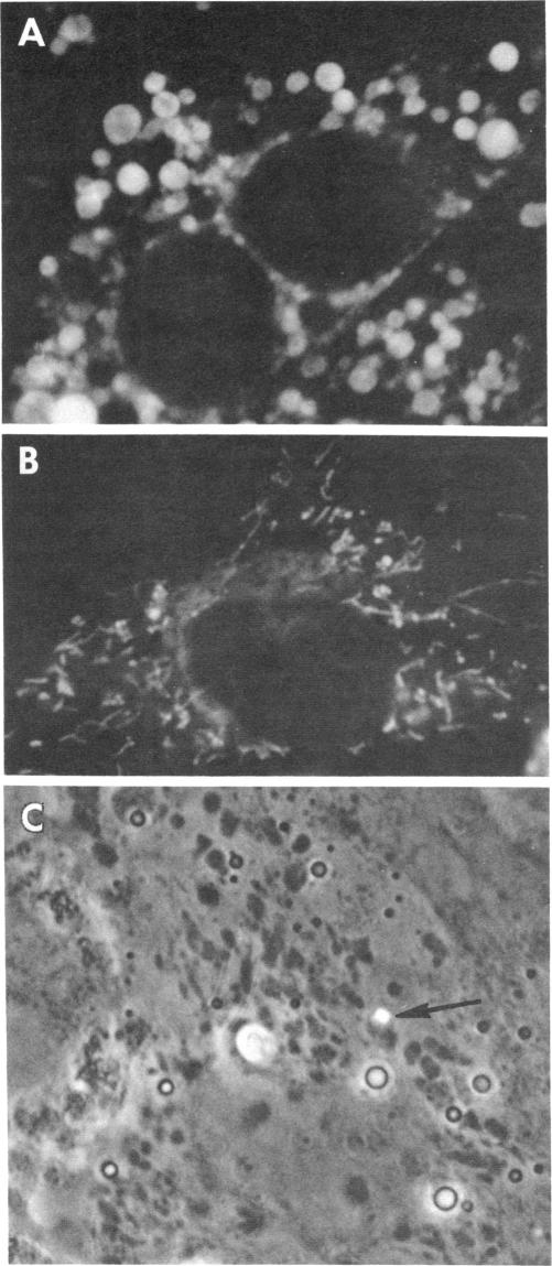 graphic file with name pnas00441-0267-a.jpg