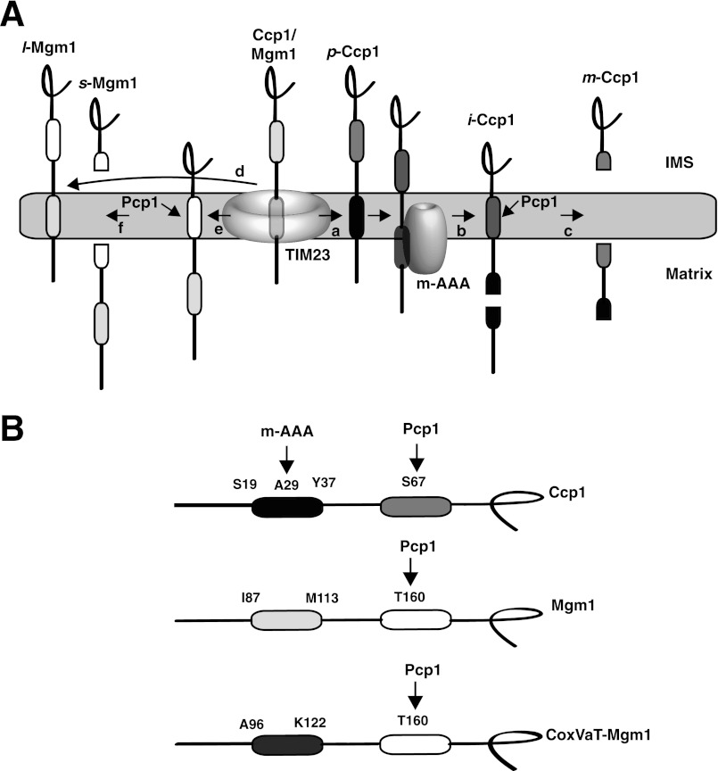 FIGURE 1.