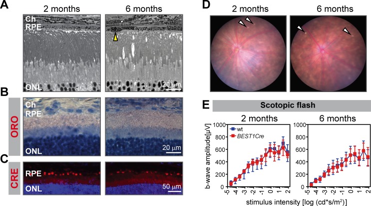 Figure 3—figure supplement 2.