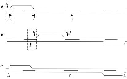 FIG. 2.