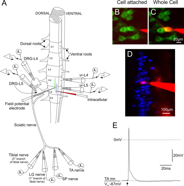 Figure 4.