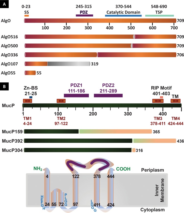 FIG 4