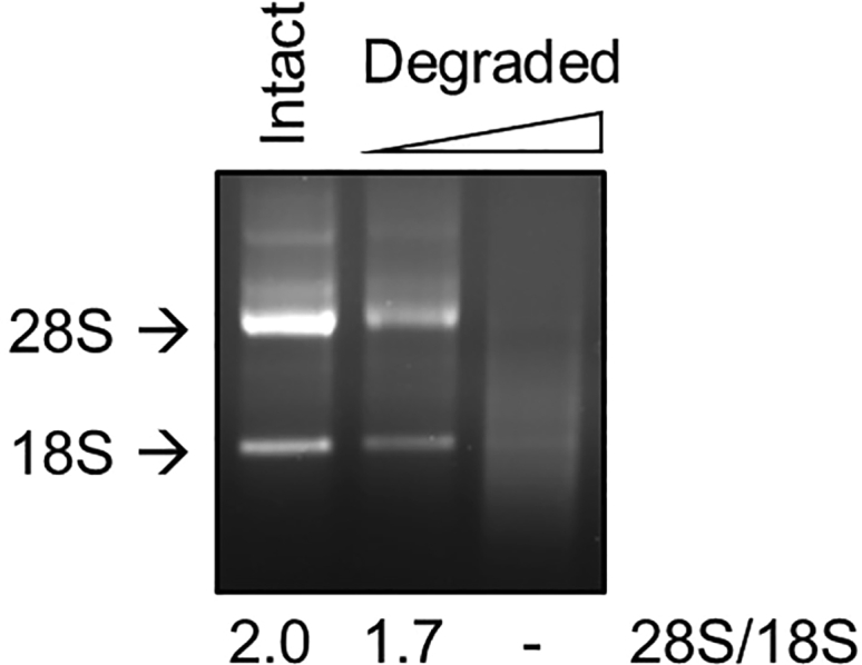 Figure 5