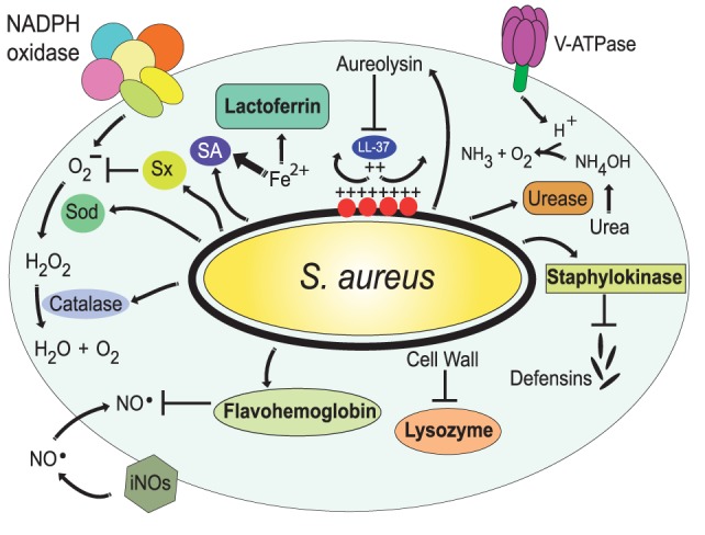 Figure 7