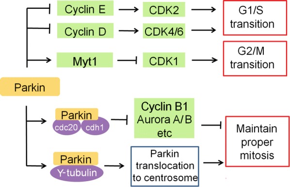 Fig. 2