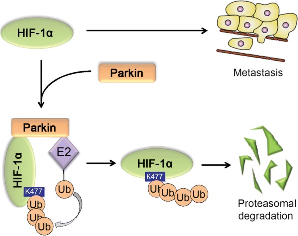 Fig. 4