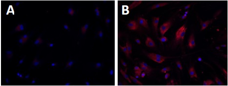 Fig. (1)