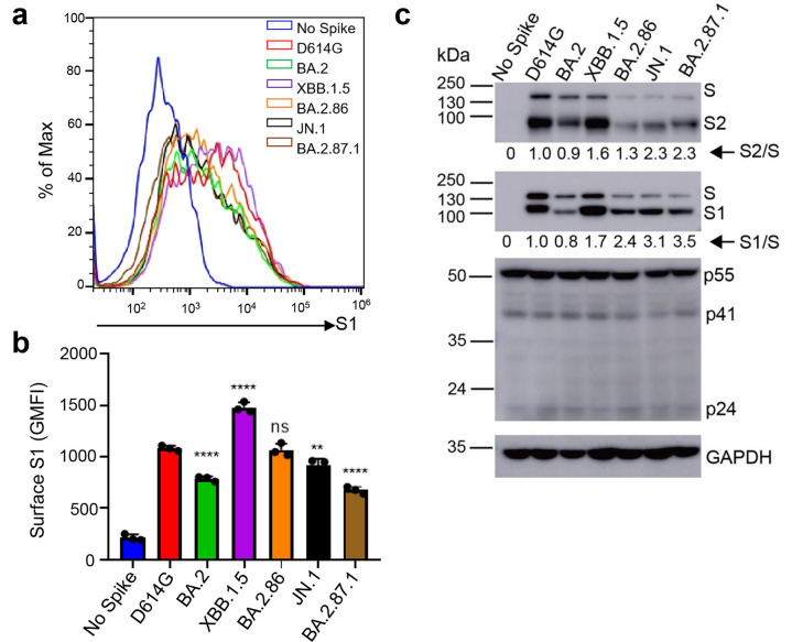 Two graphs feature XBB.1.5 with the most surface spike protein and BA.2.87.1 with the least among subvariants. JN and immunoblot confirm less spike protein overall for subvariants except XBB.1.5.