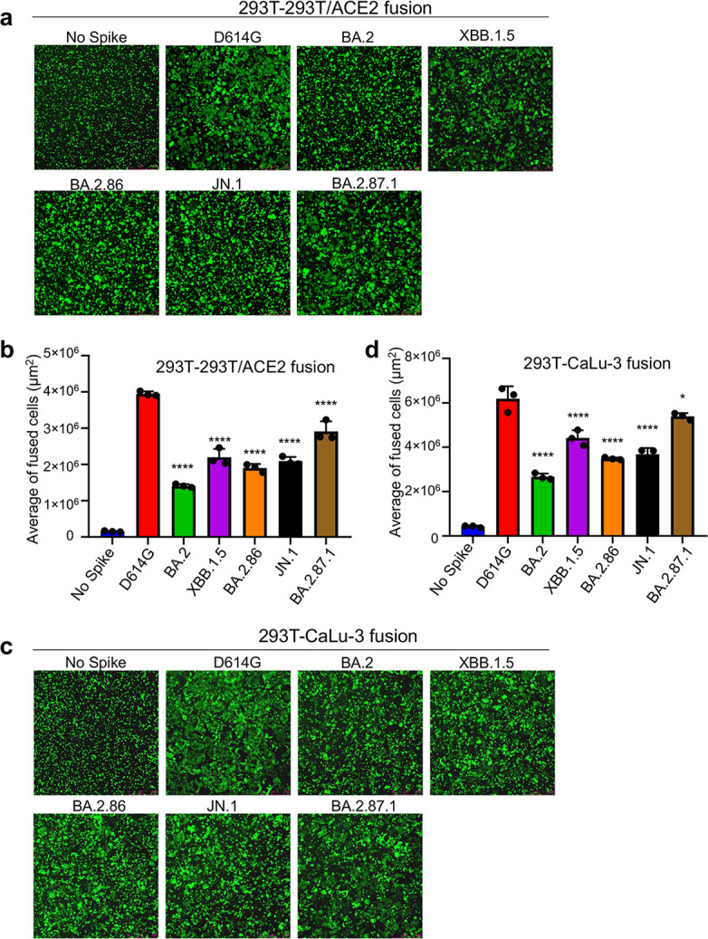 Two sets of micrographs and two graphs feature the ability of the subvariant BA.2.87.1, which is the best at fusing with neighboring cells compared to subvariants, though JN.1 is slightly better.