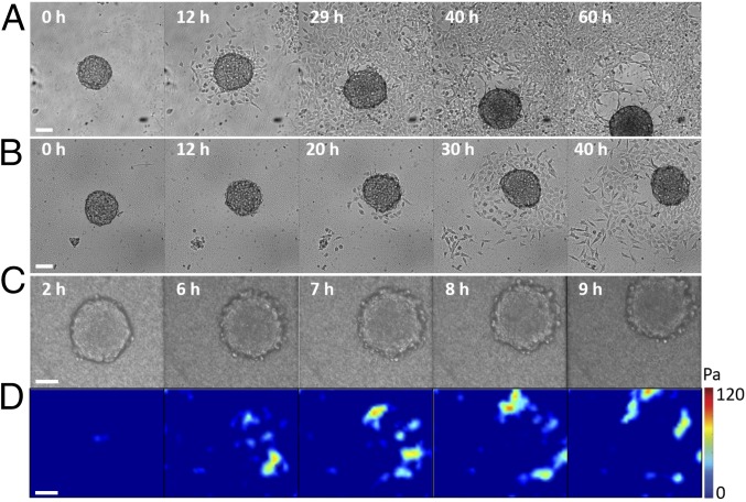 Fig. 4.