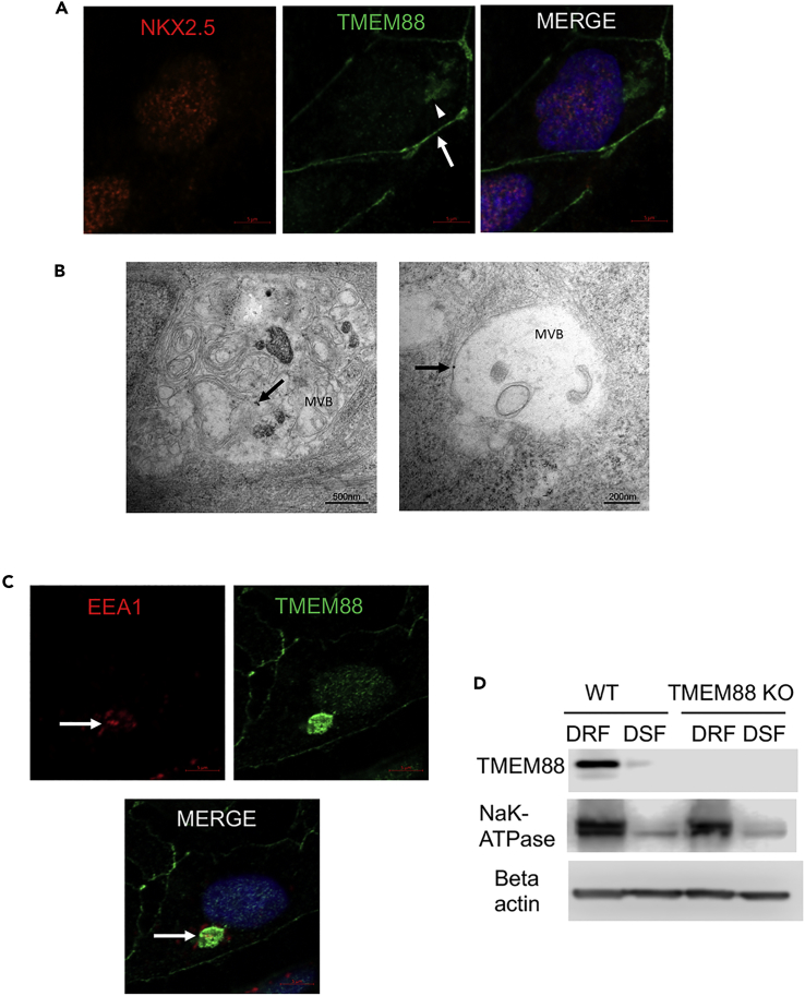 Figure 2