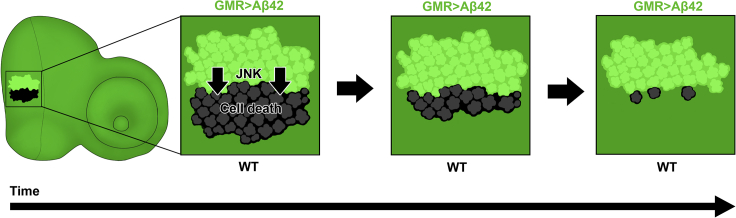 Figure 5