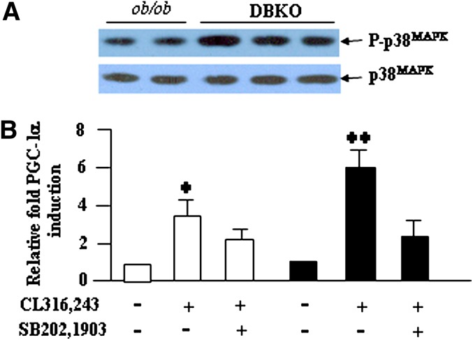 Fig. 10.