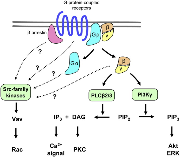 Fig. 1