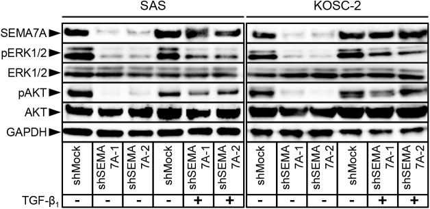 Fig 9