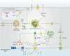 Fig.1. Mechanisms of canonical NLRP3 inflammasome activation