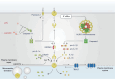 Fig.2. Non-canonical NLRP3 inflammasome activation
