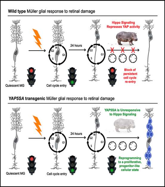 graphic file with name nihms-1528844-f0001.jpg