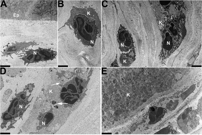 Fig. 8.