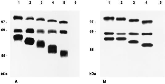 FIG. 5