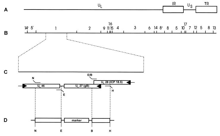 FIG. 1