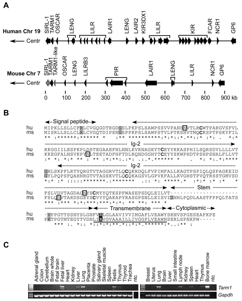 FIGURE 1