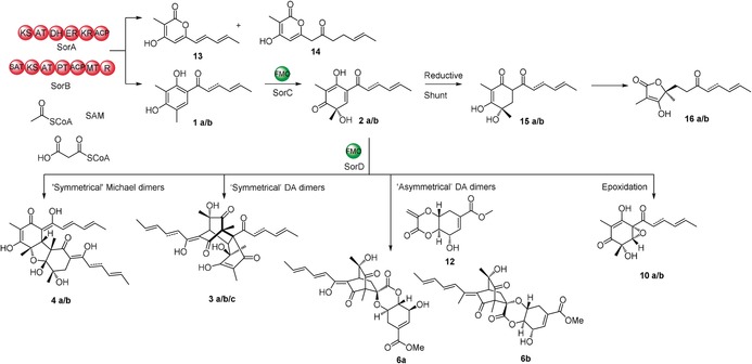 Scheme 3