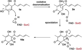 Scheme 4