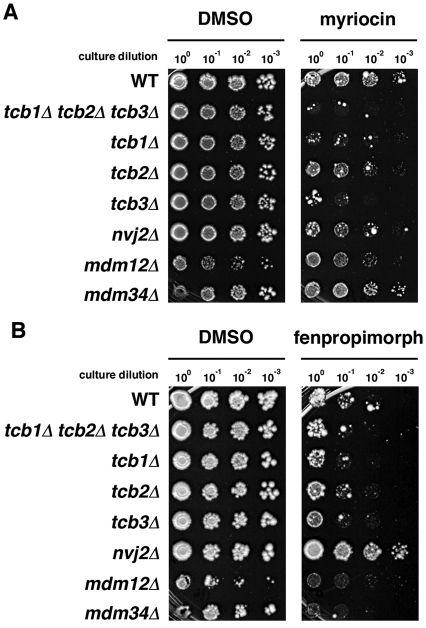 Fig. 8.