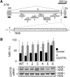 <b>FIG. 1.</b>