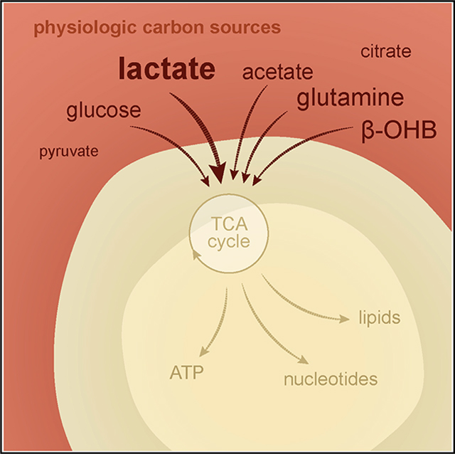 graphic file with name nihms-1882382-f0007.jpg