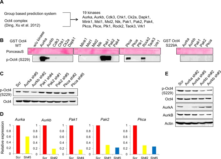 Figure 2—figure supplement 1.