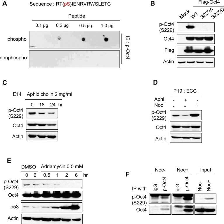 Figure 1—figure supplement 2.